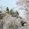 トンネルへ続く桜並木〜april〜