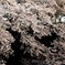 多摩川の桜