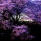 多摩川の桜