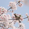 さくら鳥