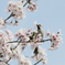 さくら鳥-②
