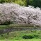 夫婦さくら（樹齢100年）