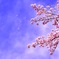 花びらひらり