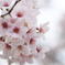 よくある桜