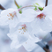 雨桜