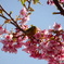 河津桜とメジロ