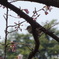 桜とウグイス