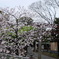 花見はえぇの～