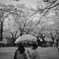 雨