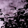 夜桜　野川にて