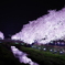 夜桜　野川にて