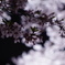 夜 　桜