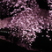 桜色