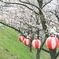 桜と雪洞