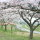 桜と雪洞　その２