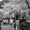 yamaguchi sakurapicture Ⅳ