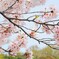 桜 2