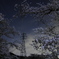 鉄塔も夜桜で華やかに