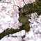 桜 呉羽山