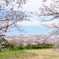 さくら草公園　田島ケ原サクラソウ自生地