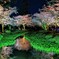 曲水に桜