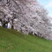 桜①