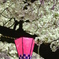 桜②