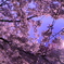 夜桜