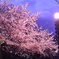 夜桜1