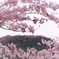 竹田城跡と桜