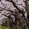 桜通り