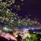 夜桜
