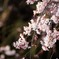 夜桜