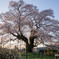 斜陽の桜