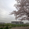 日産と桜