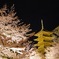 東寺
