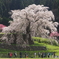 image又兵衛桜