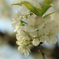桜　：シロタエ