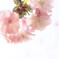 桜　：南殿