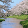 玉湯川 桜風景 1