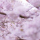 桜咲く