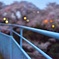 人工物と咲き乱れる桜