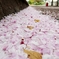 桜の花道