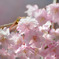 桜２