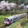 コナン列車ピンクと桜