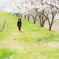桜道