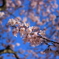 桜から望む青空