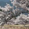 竹田城 桜