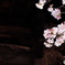 DSCF4851