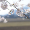 Sakura blossoms*